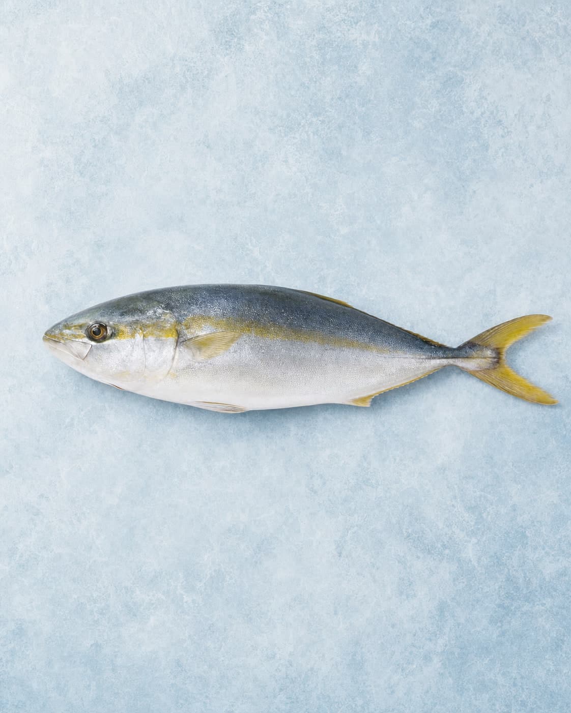 A whole silver-grey Nile perch with a yellow tail laid side-on on pale blue ice
