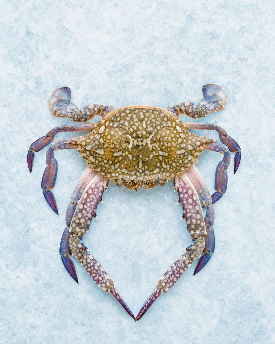 A blue swimmer crab seen from above on pale blue ice