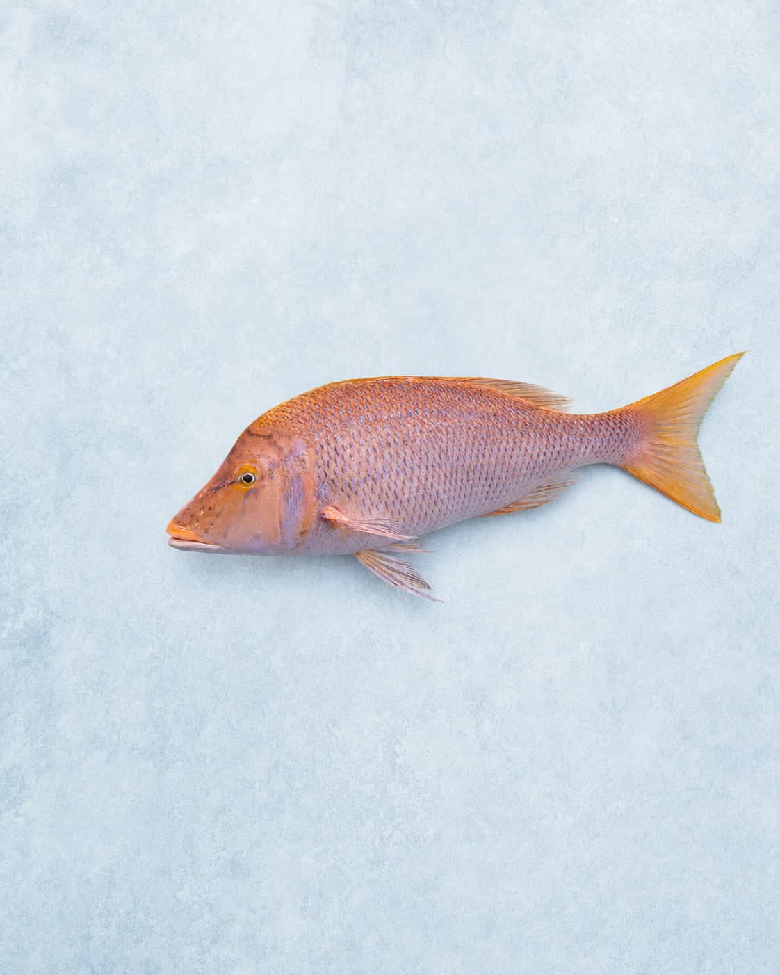 A whole rose-pink emperor with a gold tail laid side-on on pale blue ice