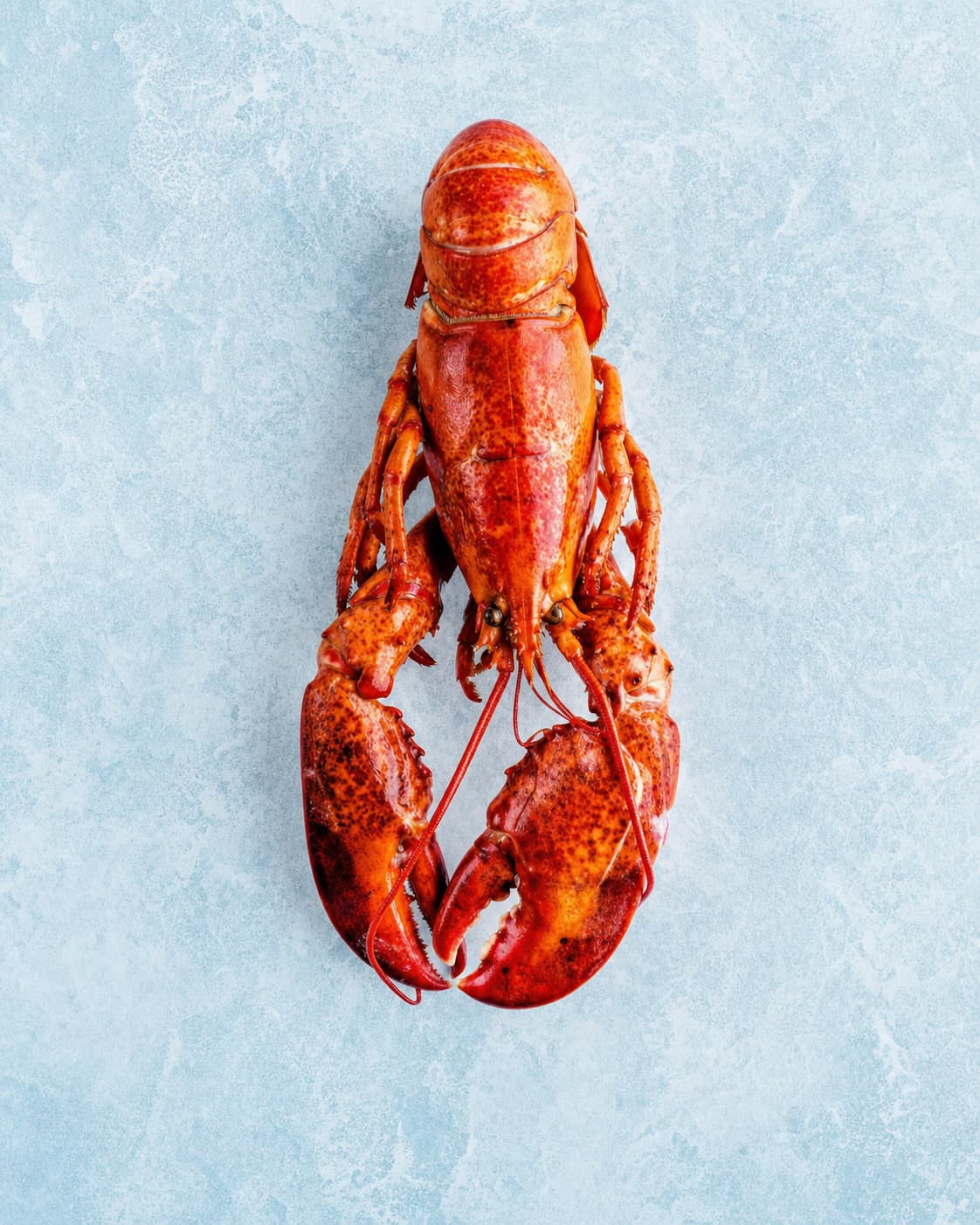 A whole cooked red lobster seen from above with its claws forward on pale blue ice