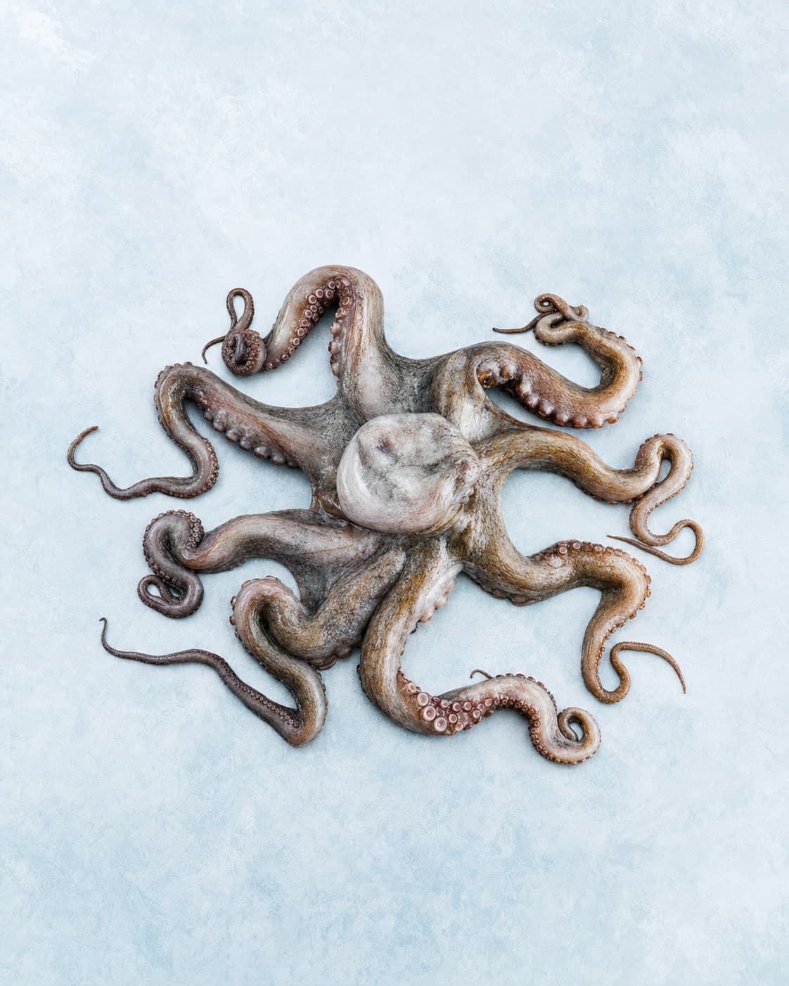 A whole octopus with curled tentacles on pale blue ice