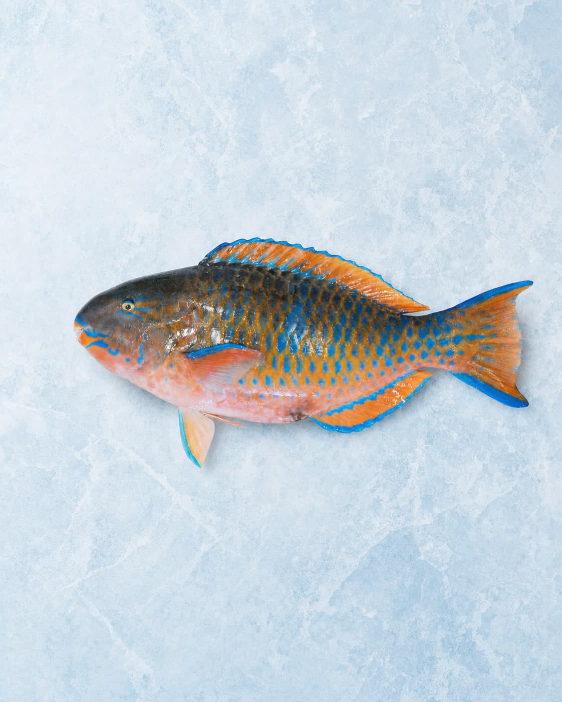 A whole vivid blue-and-orange parrotfish laid side-on on pale blue ice