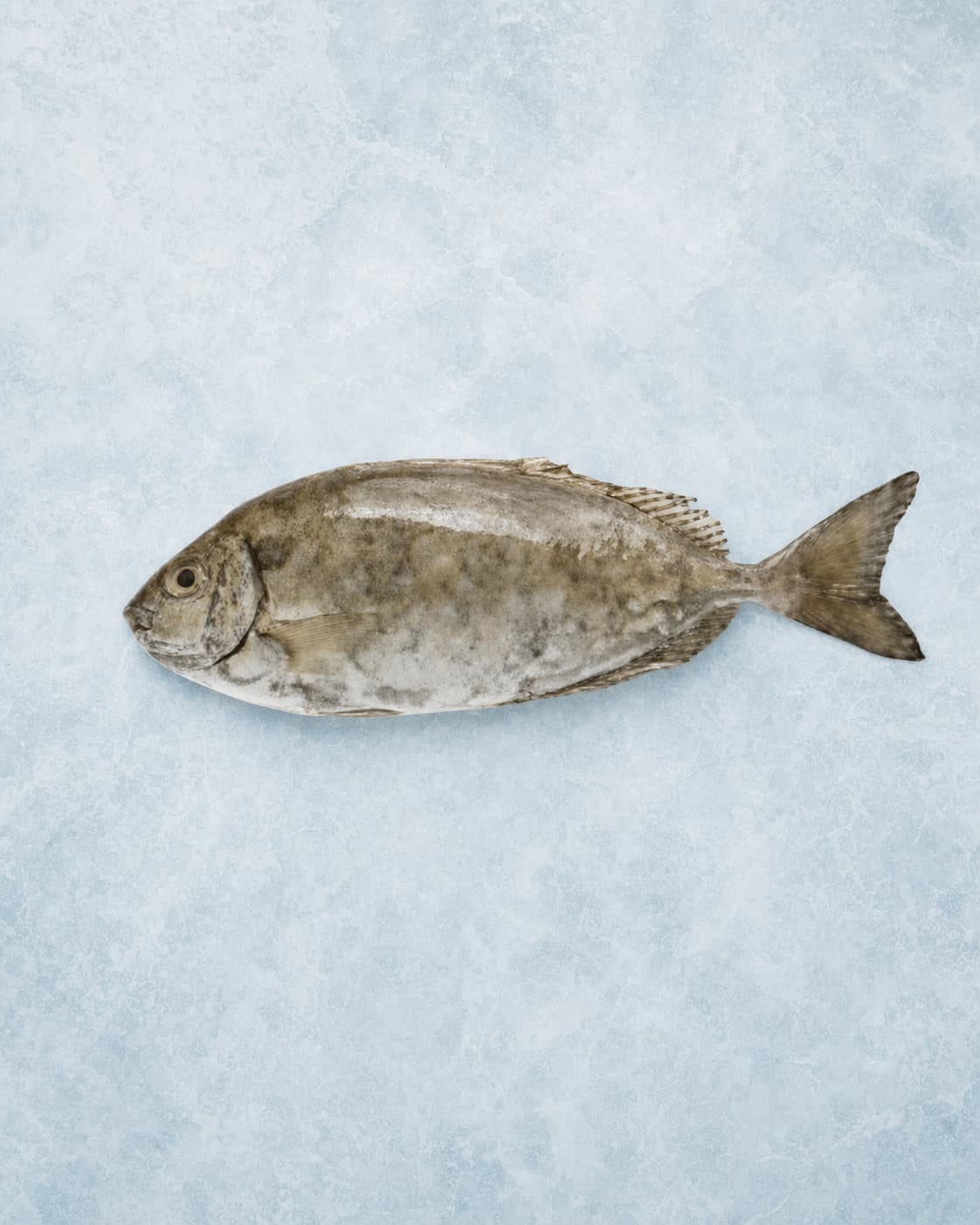 A whole olive-grey rabbitfish laid side-on on pale blue ice