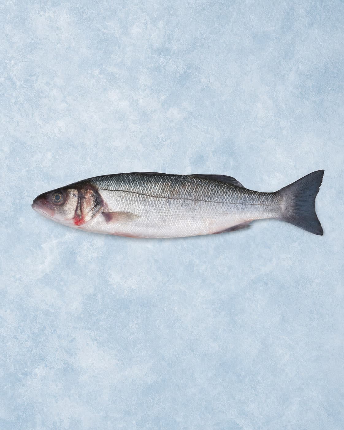 A whole slender silver sea bass laid side-on on pale blue ice
