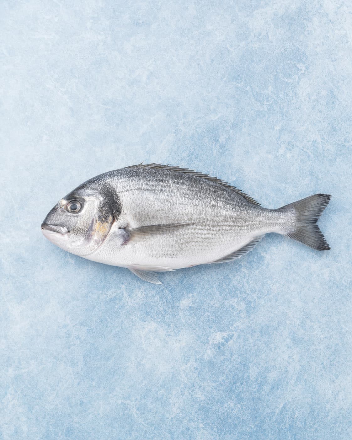 A whole silver sea bream laid side-on on pale blue ice