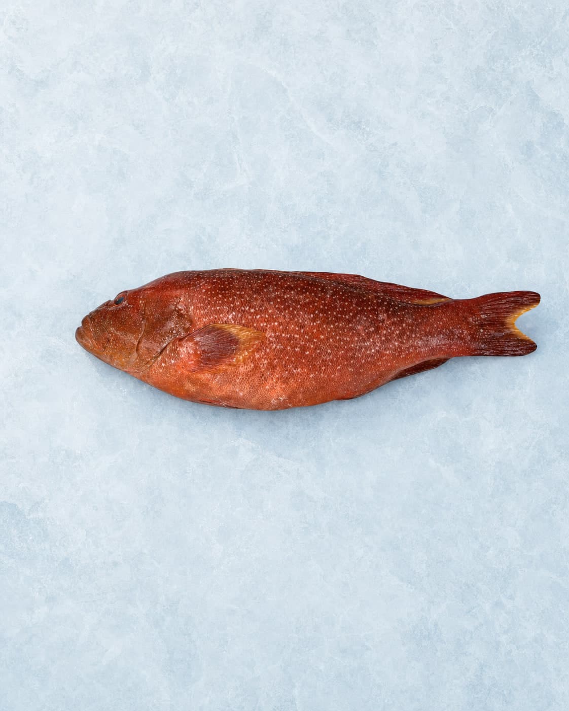 A whole deep-red shareefi laid side-on on pale blue ice