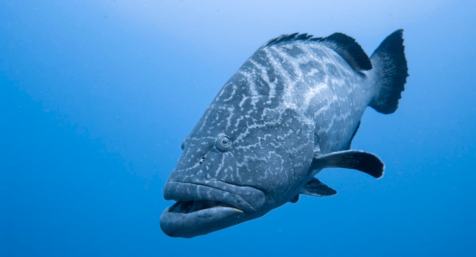 A large reef fish facing the camera underwater