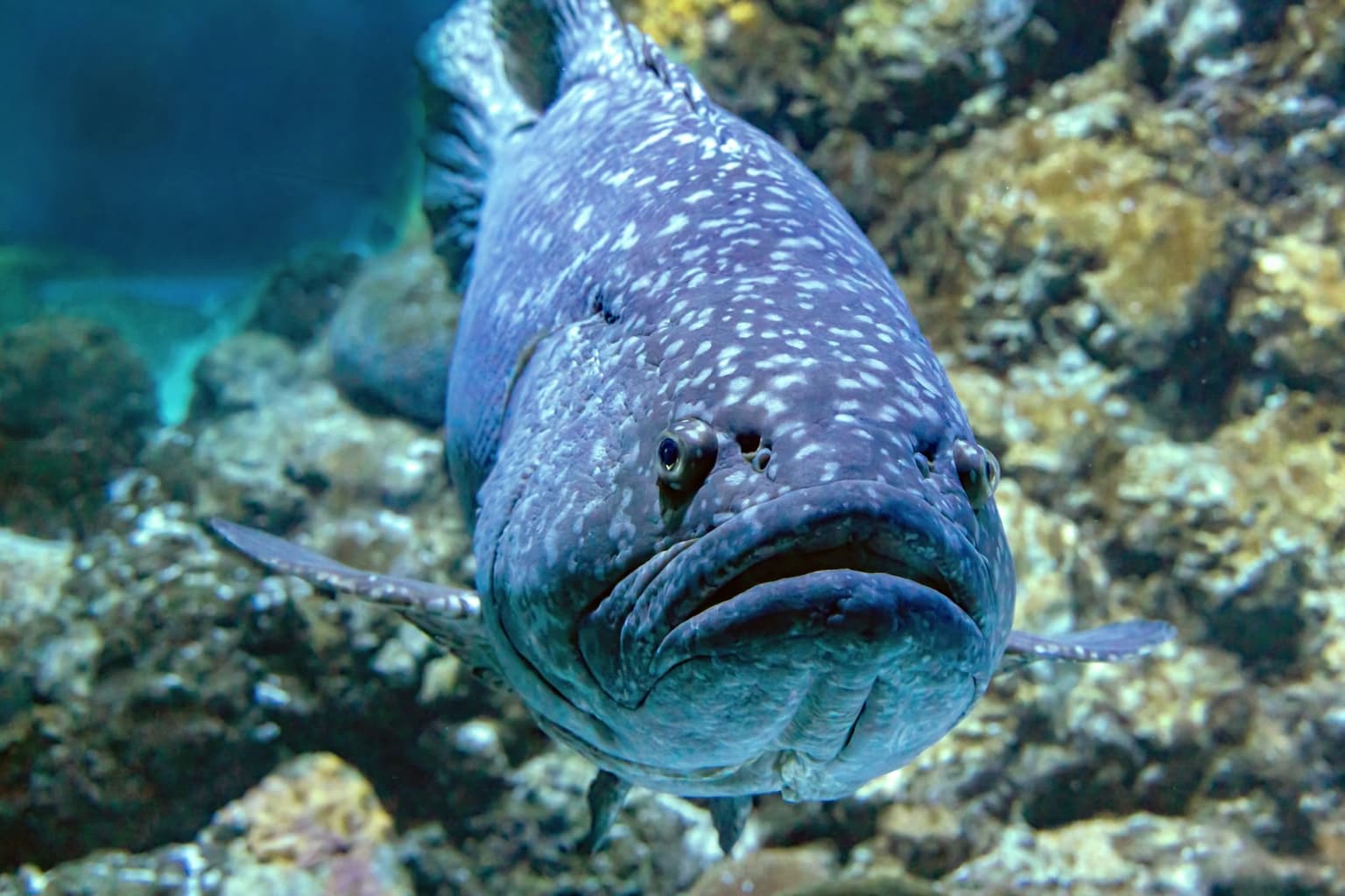 A big spotted fish swimming across the reef