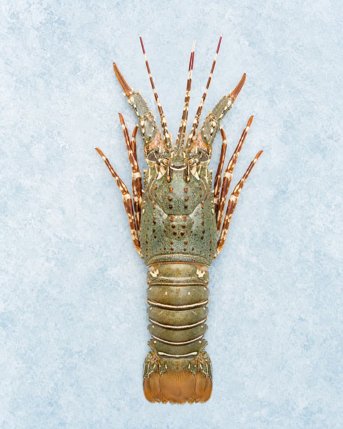 A whole spiny lobster seen from above with its antennae fanned out on pale blue ice