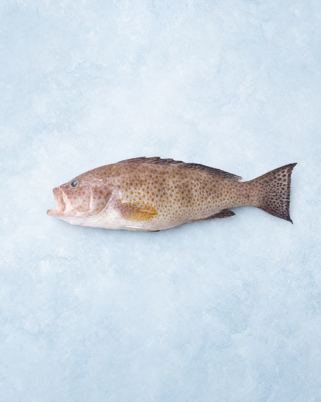 A whole brown-spotted grouper laid side-on on pale blue ice