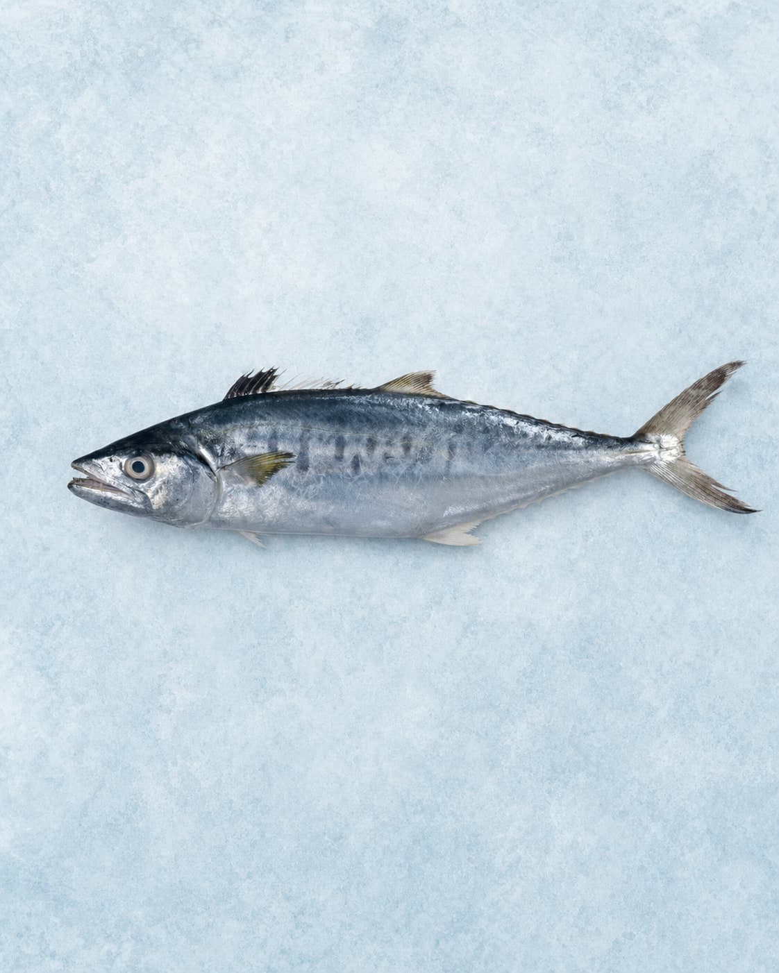 A whole silver-blue kingfish with barred flanks laid side-on on pale blue ice