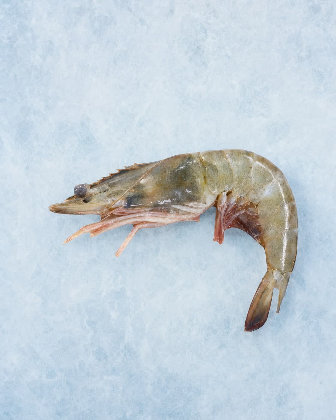 A single whole tiger prawn, head on, curled on pale blue ice