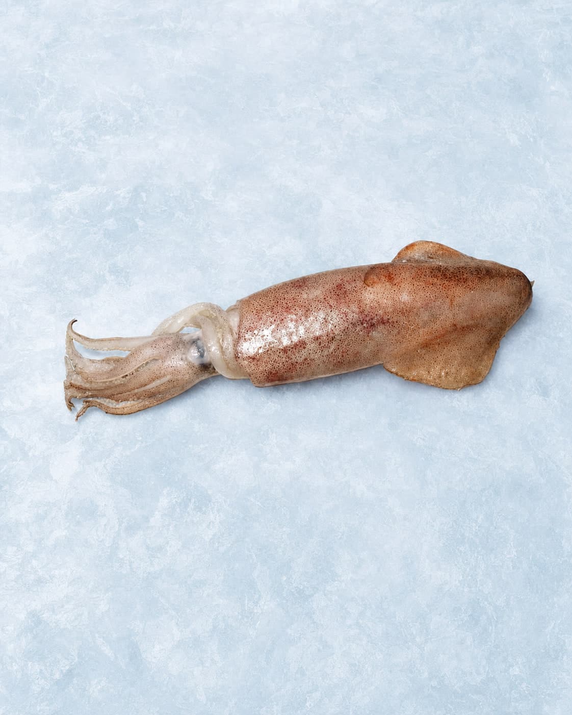 A whole squid with its mantle and tentacles laid out on pale blue ice