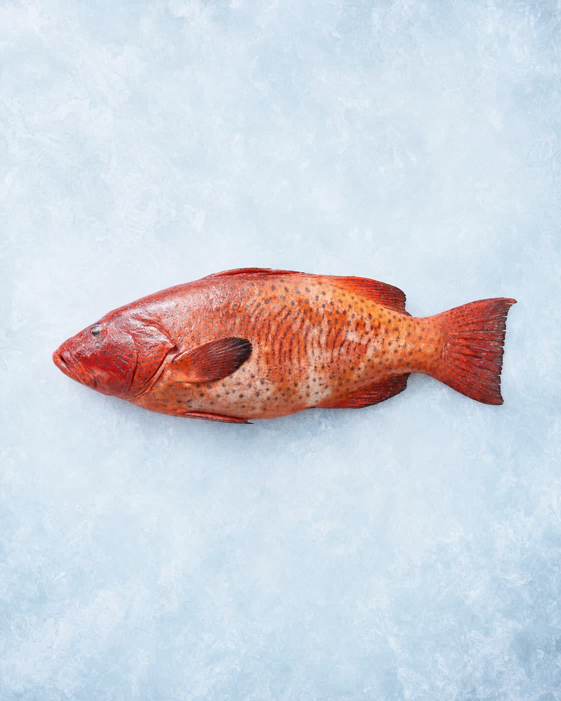 A whole red-orange spotted coral trout laid side-on on pale blue ice